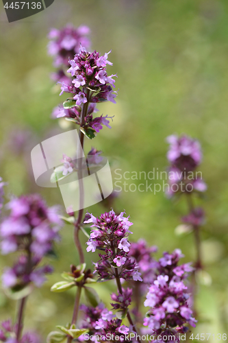 Image of Lemon thyme