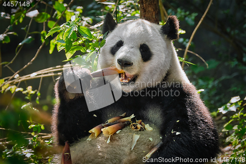 Image of Giant panda bear in China