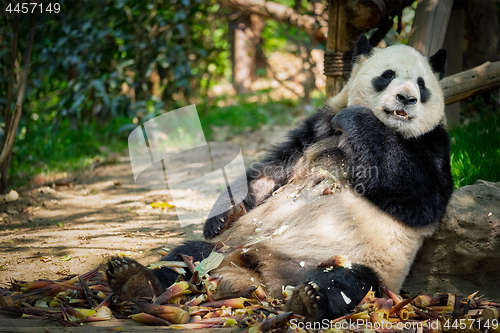 Image of Giant panda bear in China