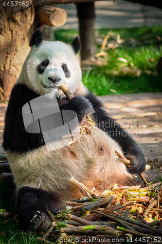 Image of Giant panda bear in China