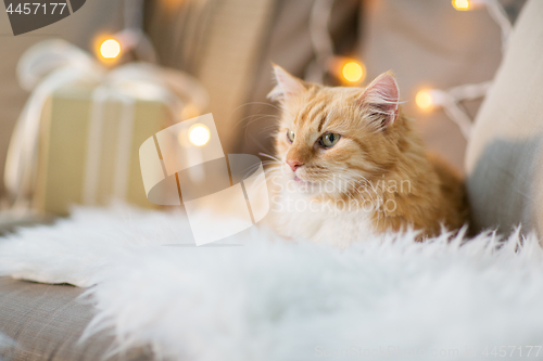 Image of red tabby cat on sofa with christmas gift at home