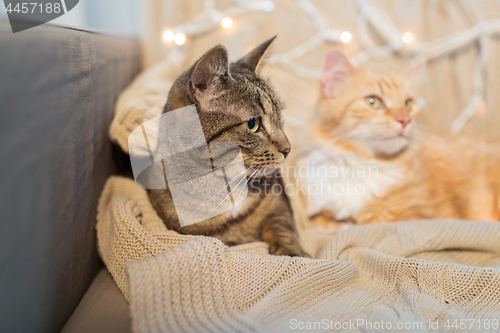 Image of two cats lying on sofa at home