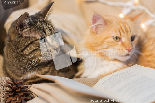 Image of two cats lying on sofa with book at home