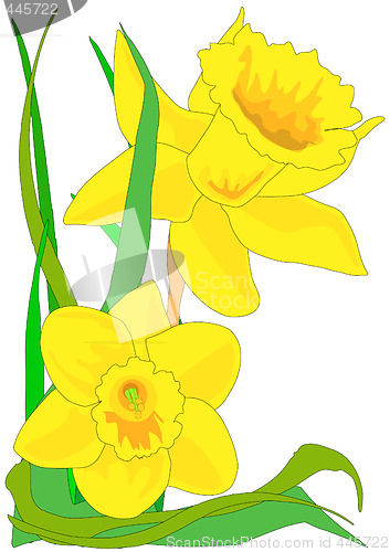 Image of Daffodils