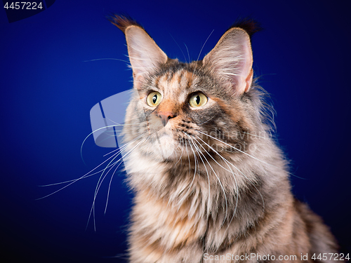 Image of Portrait of Maine Coon cat