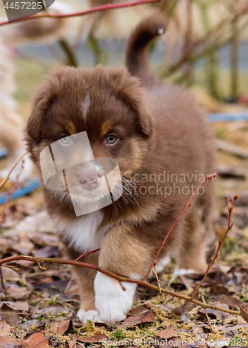 Image of Australian shepherd puppy