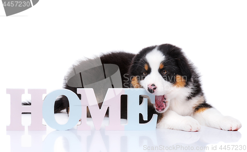 Image of Australian shepherd puppy