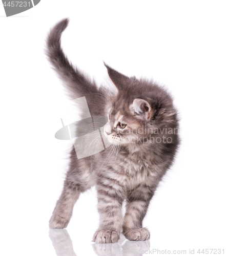 Image of Maine Coon kitten on white