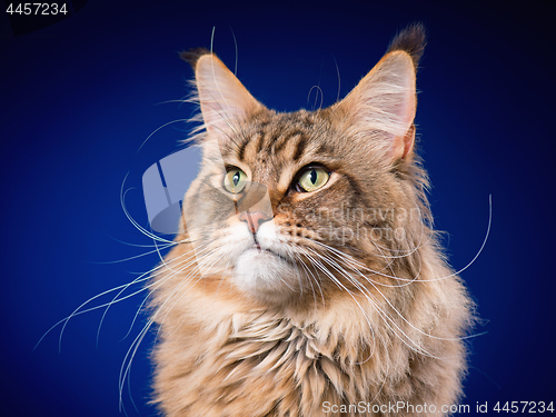 Image of Portrait of Maine Coon cat