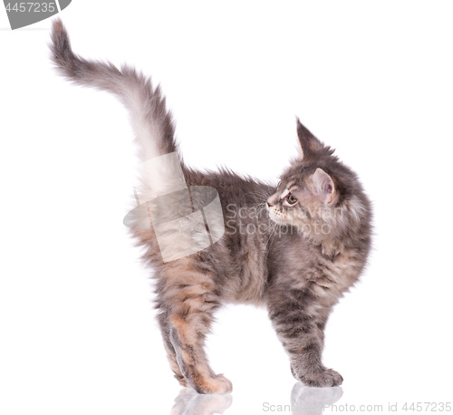 Image of Maine Coon kitten on white