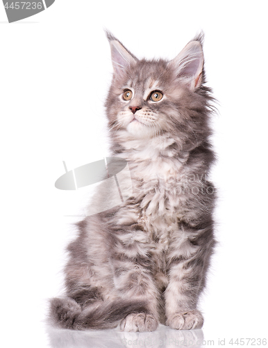 Image of Maine Coon kitten on white