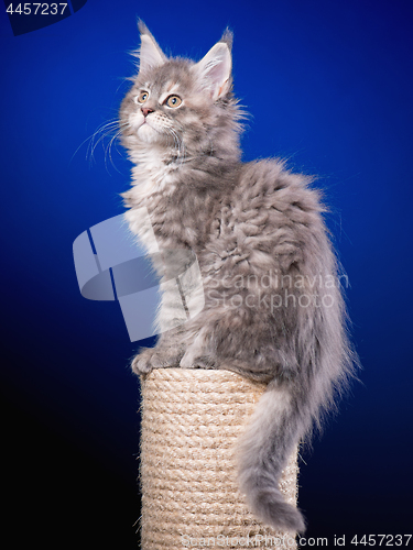 Image of Maine Coon kitten on blue