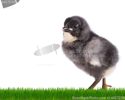 Image of Newborn chicken on white