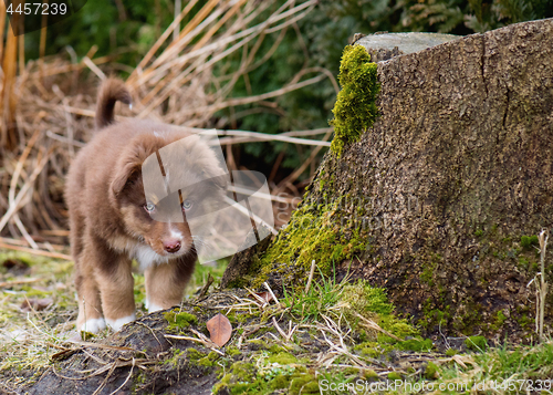 Image of Australian shepherd puppy