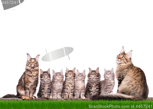 Image of Maine Coon kitten in grass