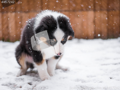 Image of Australian shepherd puppy