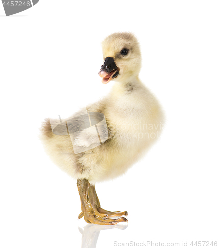 Image of Cute newborn gosling