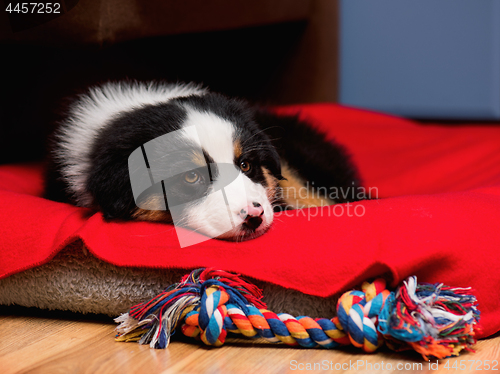 Image of Australian shepherd puppy