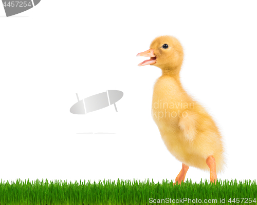 Image of Cute newborn duckling