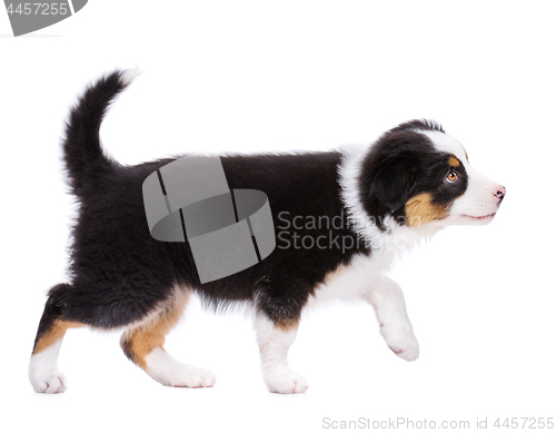 Image of Australian shepherd puppy