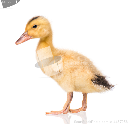 Image of Newborn duckling on white background