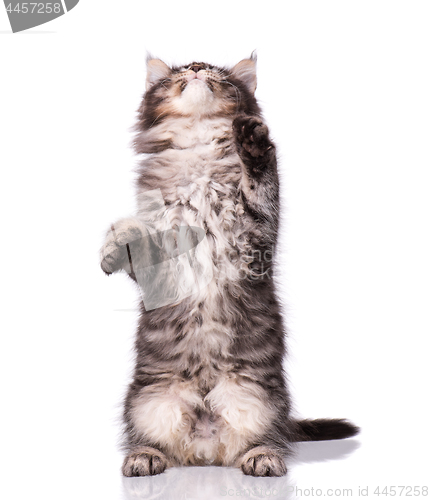 Image of Maine Coon kitten on white