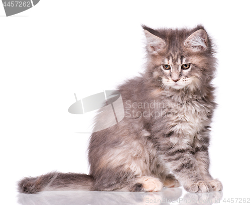 Image of Maine Coon kitten on white