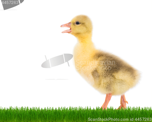 Image of Cute newborn gosling