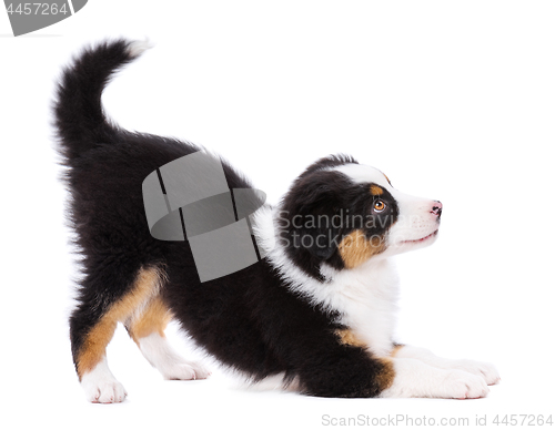 Image of Australian shepherd puppy