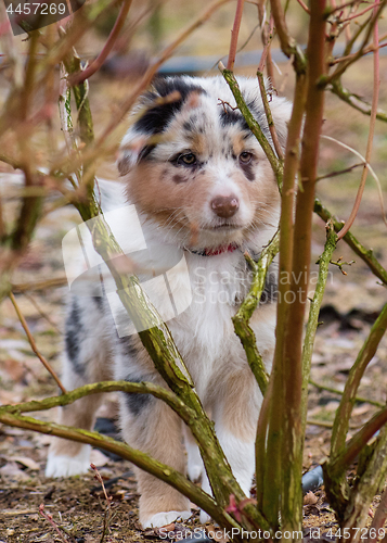 Image of Australian shepherd puppy