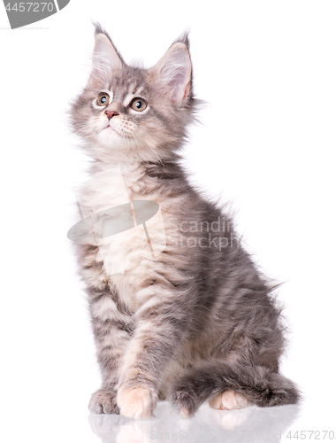 Image of Maine Coon kitten on white