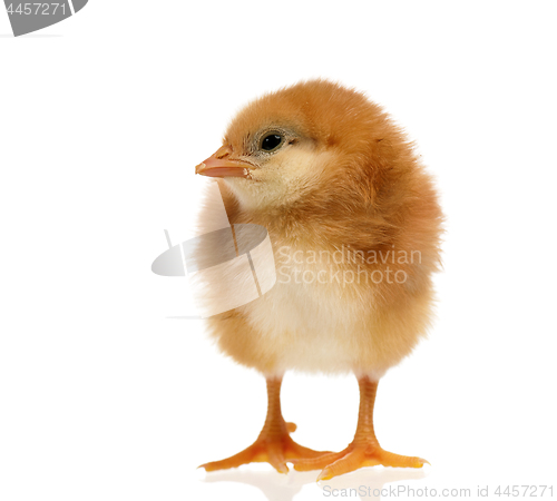 Image of Cute little newborn chicken