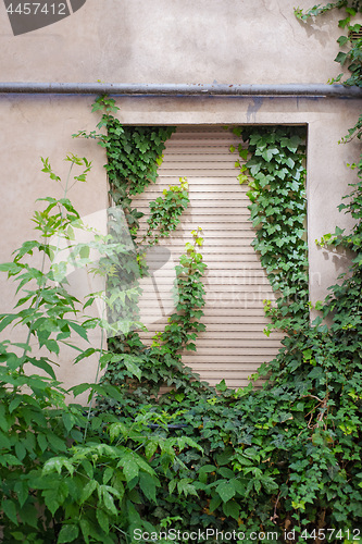 Image of Green creeper plant covering cracked stucco wall.