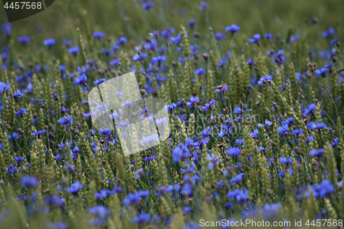 Image of Cornflowers on cereal field as background.