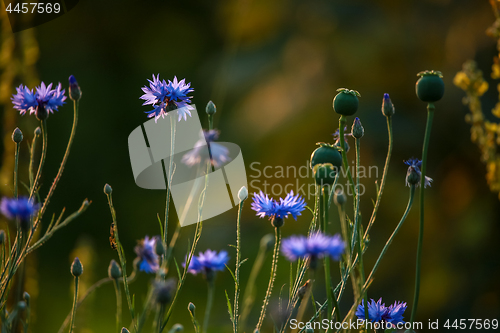 Image of Cornflowers and poppies on field.