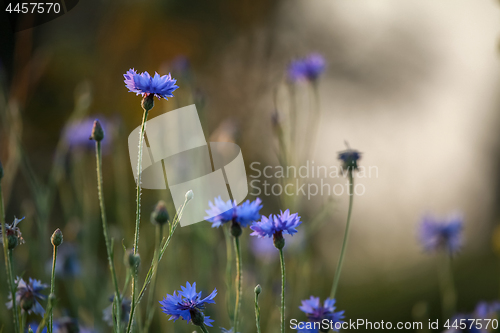 Image of Cornflowers and poppies on field.