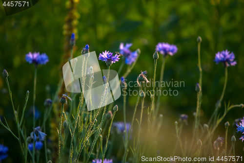 Image of Cornflowers on meadow as background. 