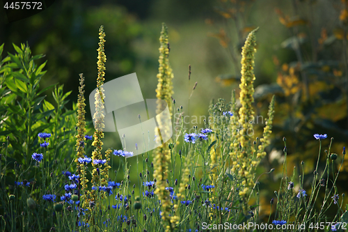 Image of Cornflowers on meadow as background.