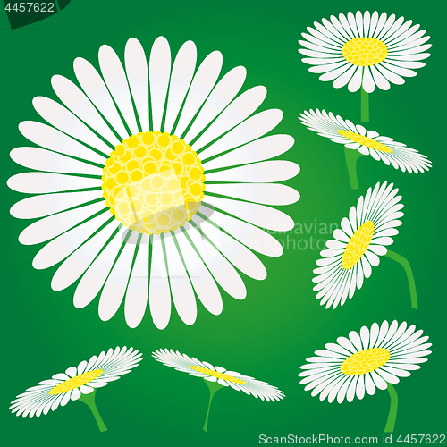 Image of Set of Chamomile flowers, camomile isolated on green background