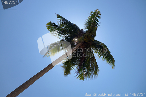Image of Palm tree and blue sky