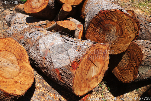 Image of Pile of cut tree trunks