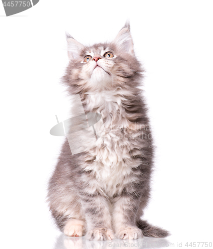 Image of Maine Coon kitten on white