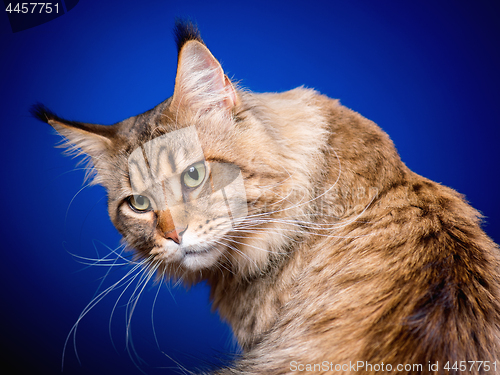 Image of Portrait of Maine Coon cat