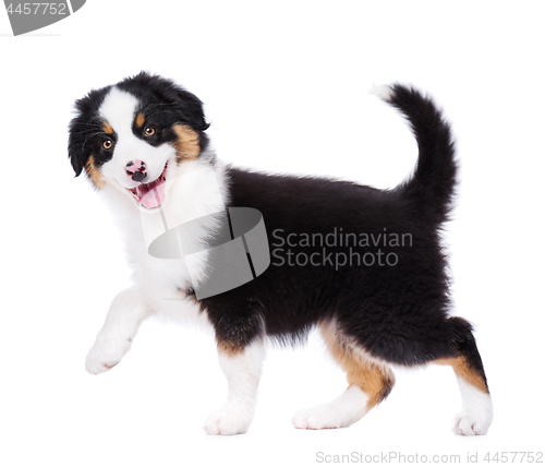 Image of Australian shepherd puppy