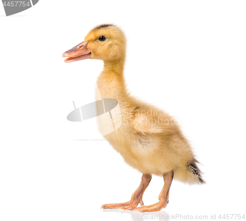 Image of Cute newborn duckling