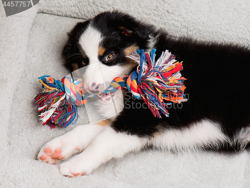 Image of Australian shepherd puppy