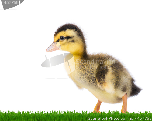 Image of Cute newborn duckling