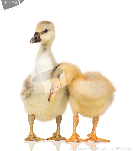 Image of Cute newborn gosling and duckling