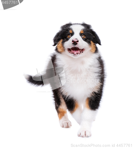 Image of Australian shepherd puppy