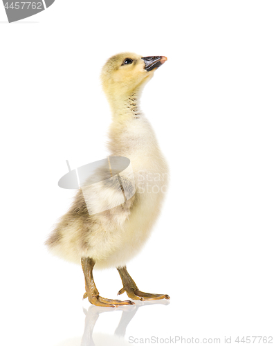 Image of Cute newborn gosling